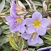 Polemonium GoldenFeathers Foliage